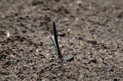 今日のトンボ (1)