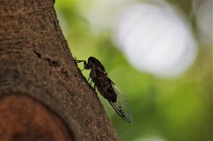 夏も、そろそろ (2)
