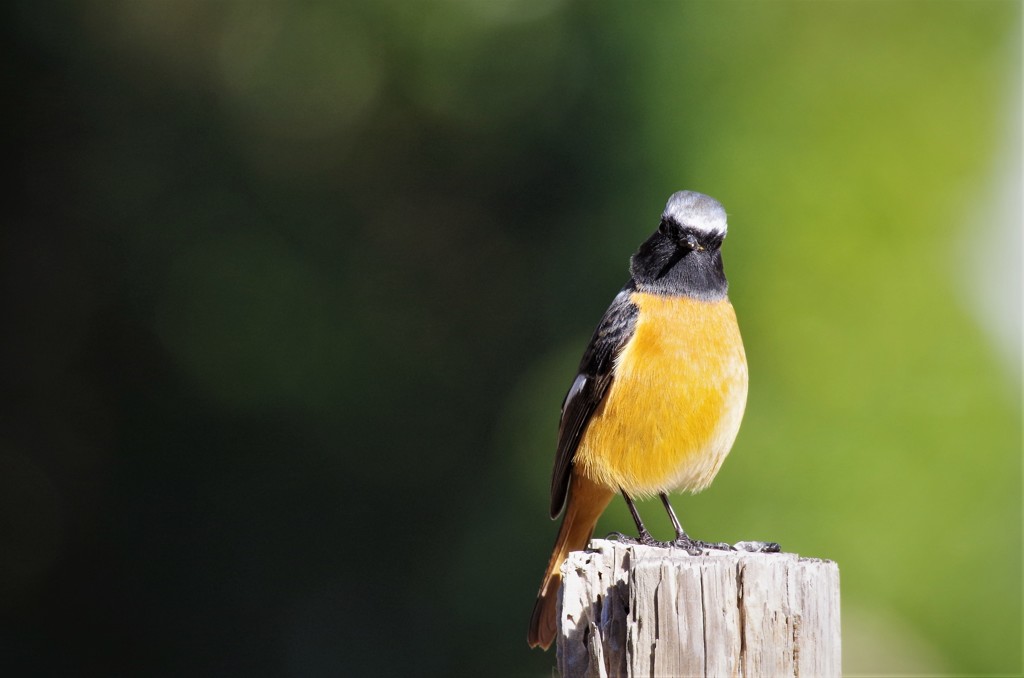昨日のジョビ君 (2)