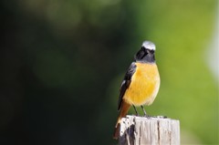 昨日のジョビ君 (2)