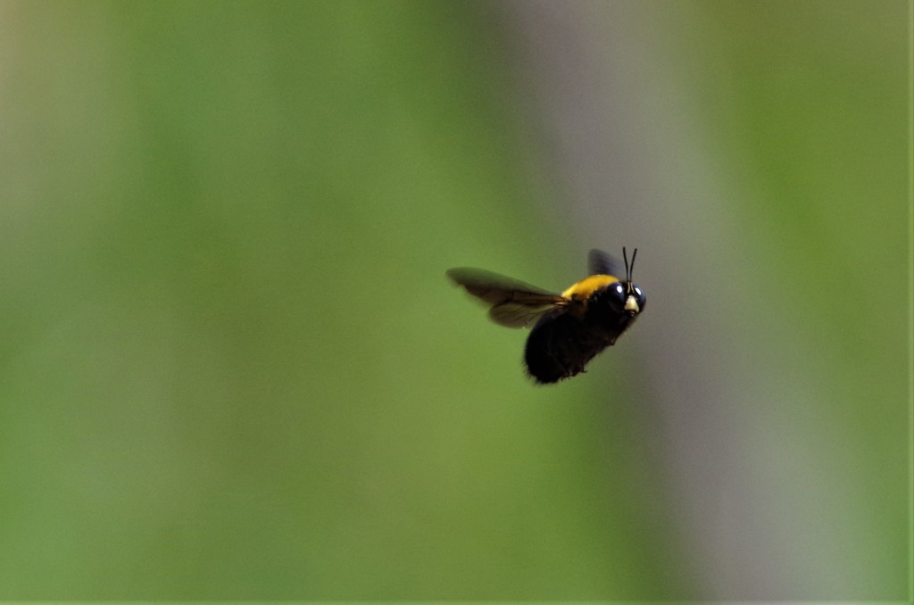 今日のクマバチ (2)