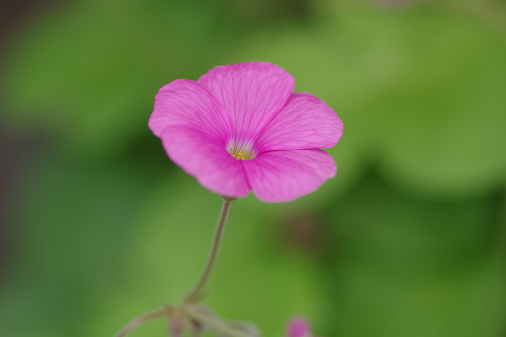 お隣の花