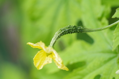 ゴーヤの赤ちゃん