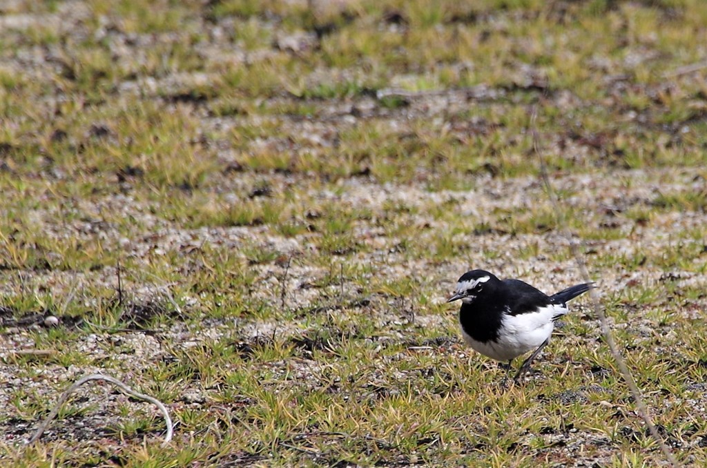 昨日のセキレイ (2)
