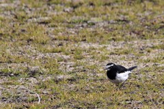 昨日のセキレイ (2)