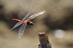 今日の赤トンボ (1)