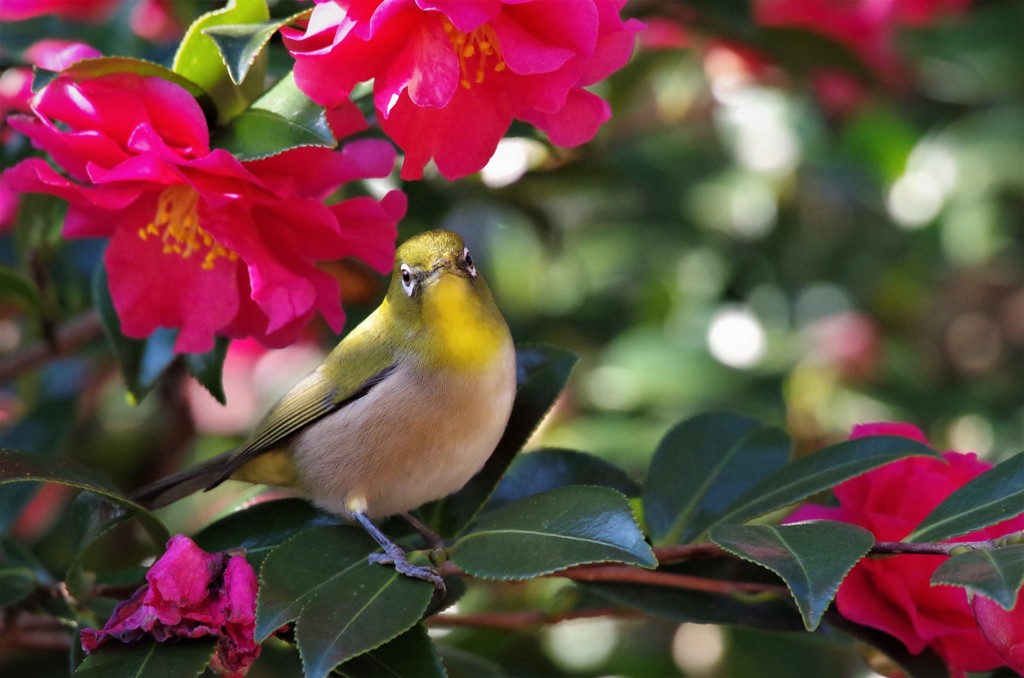 メジロちゃん (2)