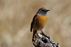 昨日のジョビ君  (4)