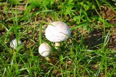 美味しそう・・・ (1)