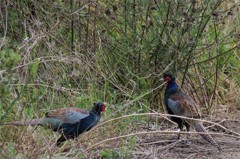 ２羽のオス雉が (1)