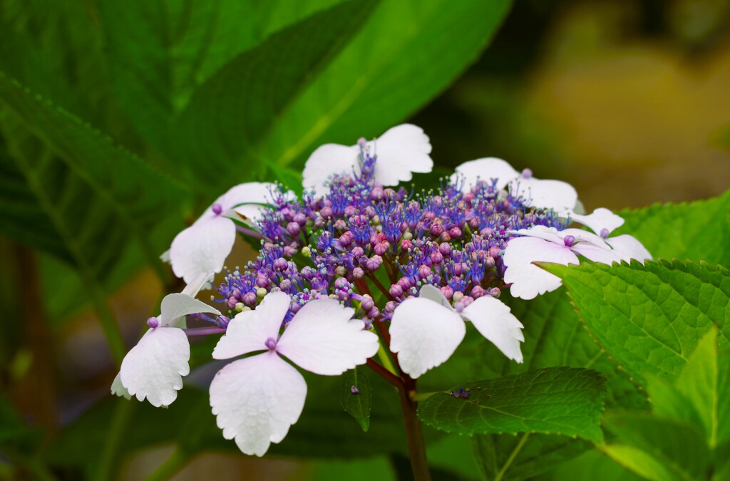 紫陽花