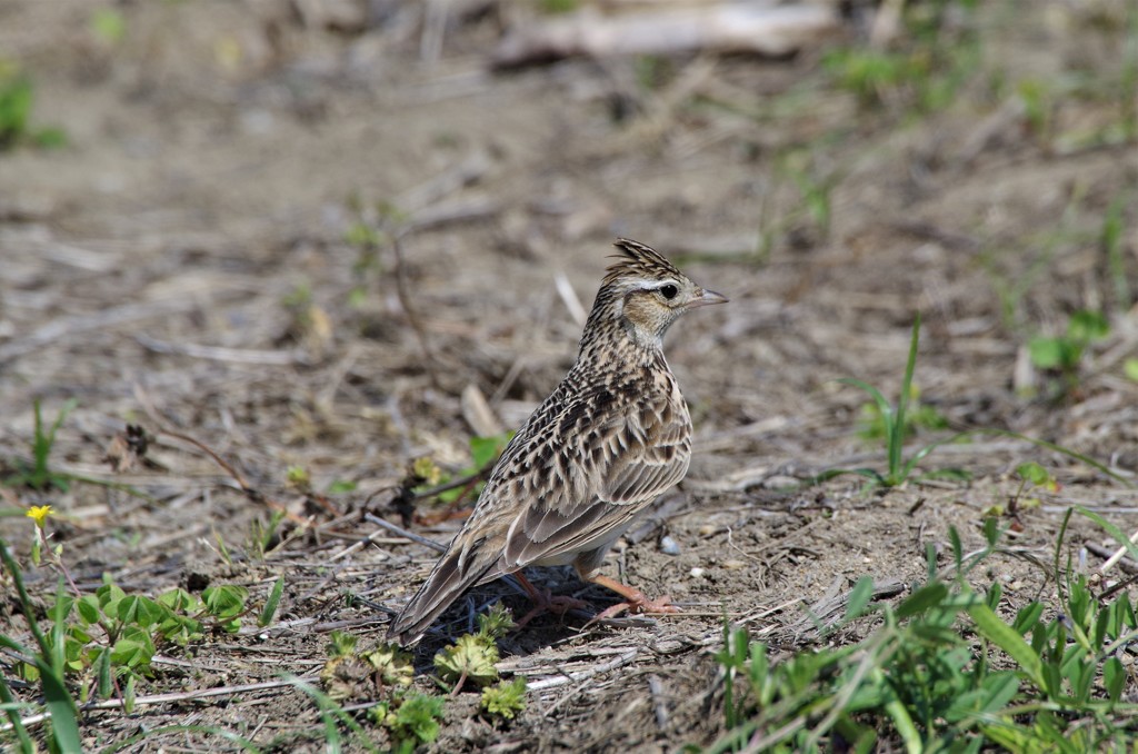昨日のヒバリ (2)
