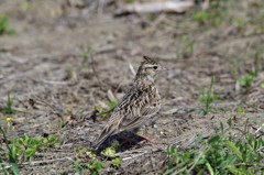 昨日のヒバリ (2)