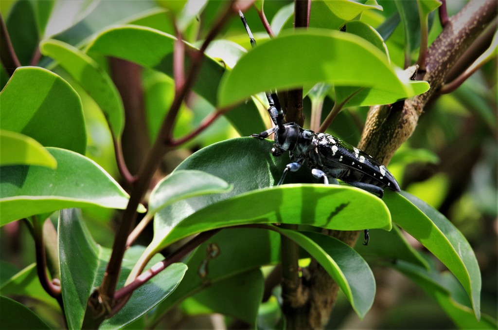 カミキリちゃん (1)