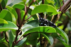 カミキリちゃん (1)