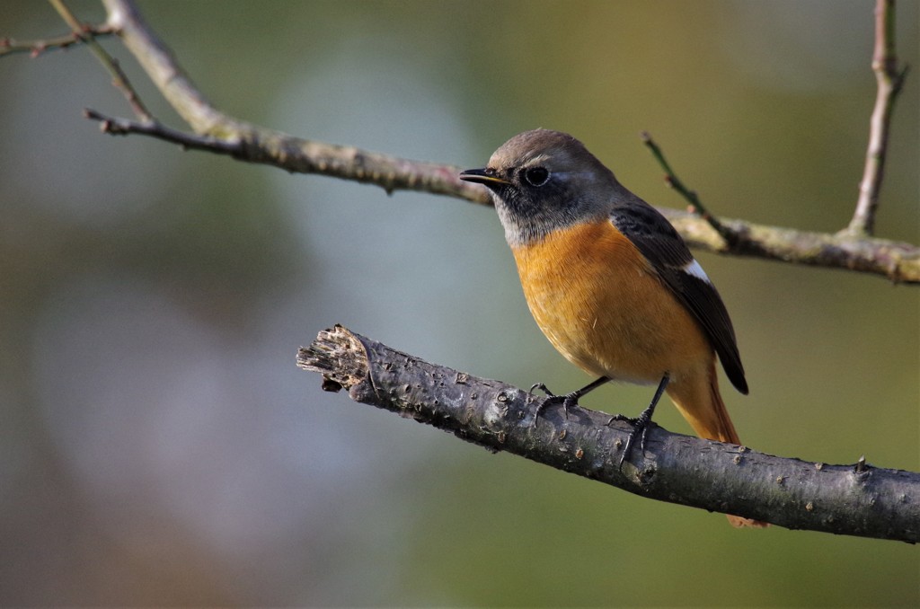昨日のジョウビタキ (1)
