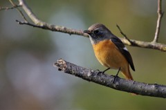 昨日のジョウビタキ (1)