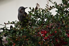 今日のヒヨドリ