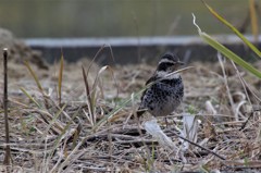 一昨日のツグミ (1)