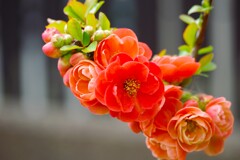 庭先にて (1)