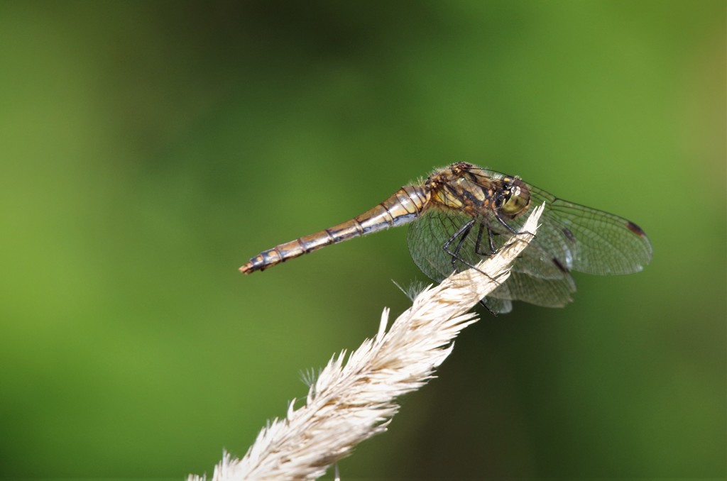 今日もいい天気 (2)