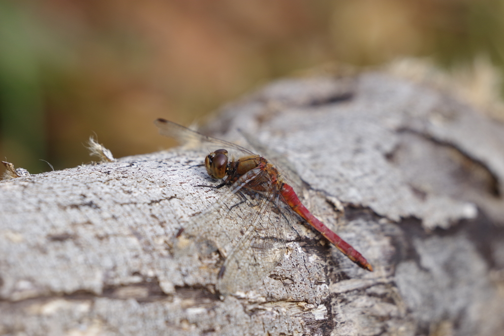 今日のトンボ (3)