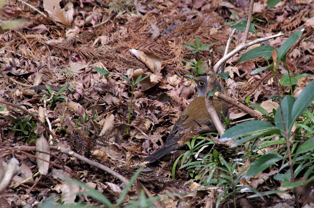 昨日のシロハラ (2)