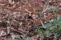 昨日のシロハラ (2)