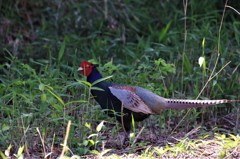 昨日のキジ君 (4)