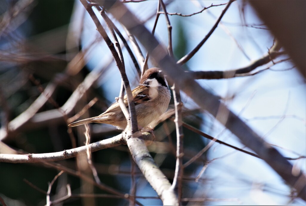 昨日の野鳥 (3)