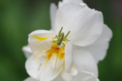 スイセンとバッタ