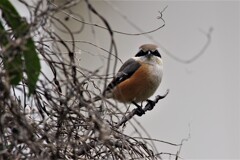 今日の野鳥 (3)