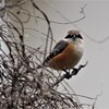 今日の野鳥 (3)