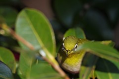 昨日のメジロ (2)