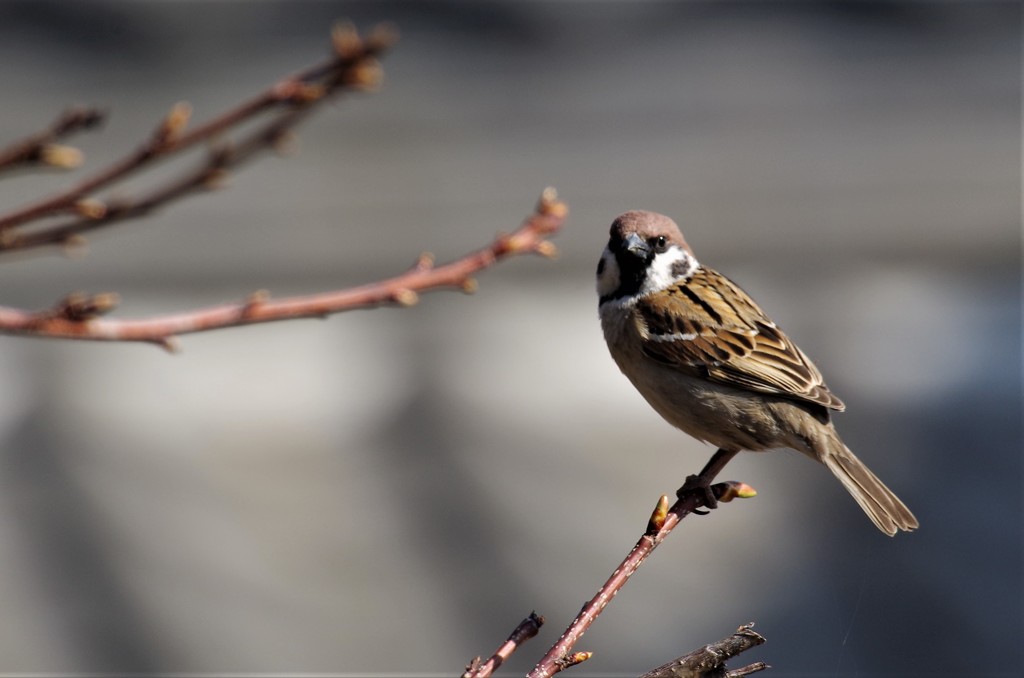 昨日のスズメ (1)