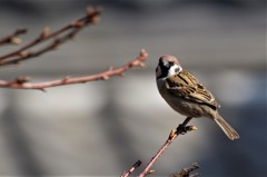 昨日のスズメ (1)