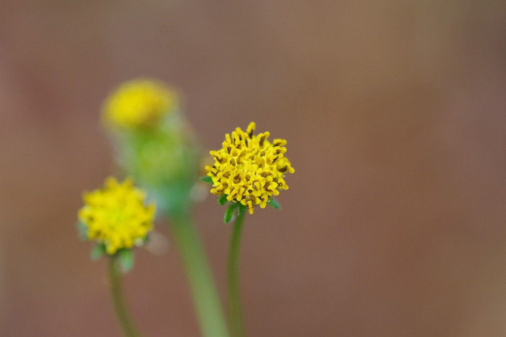 コセンダングサ