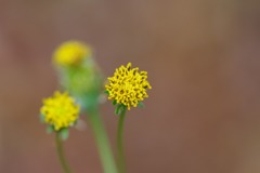 コセンダングサ