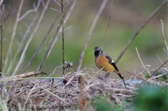 昨日のジョビ君 (1)