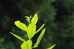 レモンの新芽