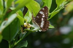 アサマイチモンジ