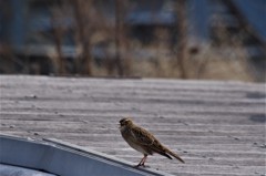 ヒバリちゃん (1)