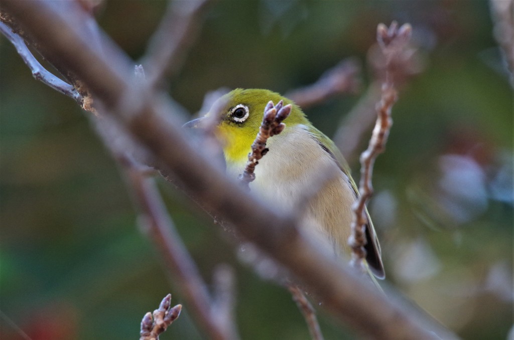 昨日のメジロ (4)