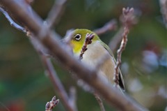 昨日のメジロ (4)