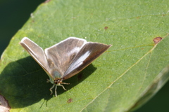 ウラギンシジミ2