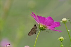 昨日の蝶 (2)