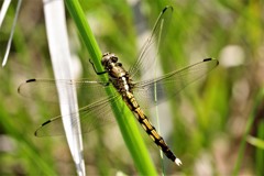今日のトンボ (2)