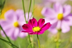 秋ですね (1)