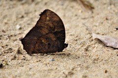 クロコノマチョウ (1)