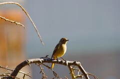 今日の野鳥 (2)